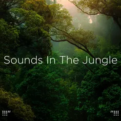 Sounds Of The Rainforest