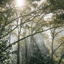 Forest Meditation