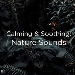 Relaxing Nature Sounds