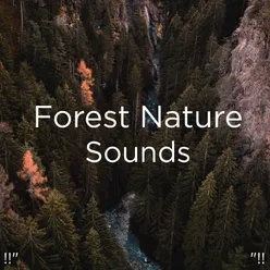 !!" Forest Nature Sounds "!!