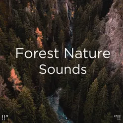 Jungle Nature Sounds