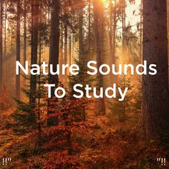 Nature Sounds With Music