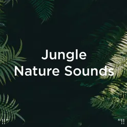 Rainforest Sounds With Sleep Music