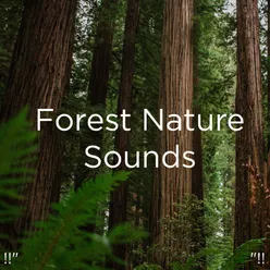 Sleep Music With Nature