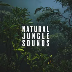 Natural Jungle Sounds (Primal Rainforests Soundscape for Relaxation)