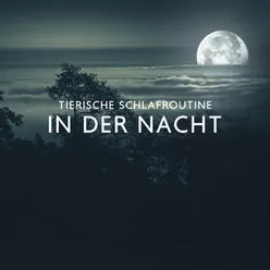 Tierische Schlafroutine in der Nacht (Achtsamkeit Meditation zum Einschlafen und Durchschlafen)