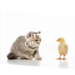 Be My Kitten Little Chicken