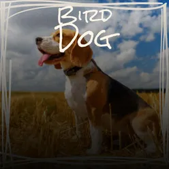 Bird Dog