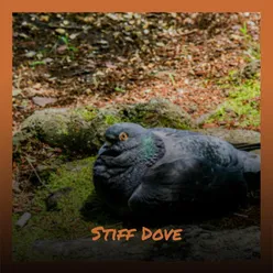 Stiff Dove