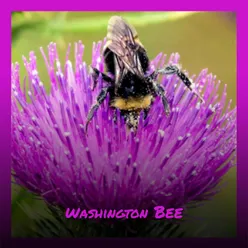 Washington Bee