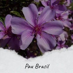 Pau Brasil