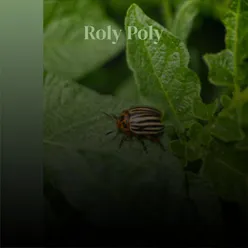 Roly Poly