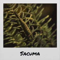 Sacuma