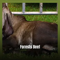 Forests Beef