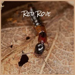 Red Rove