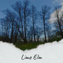 Lime Elm