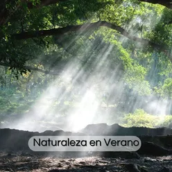 Naturaleza en Verano: Sonidos de la Naturaleza para las Tardes del Verano