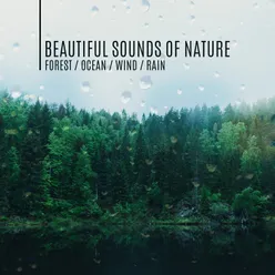 Beautiful Sounds of Nature (Forest, Ocean, Wind, Rain)