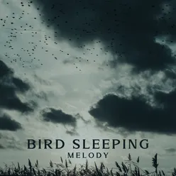 Bird Sleeping Melody - Healing Your Mind, Baby Nap Time, Pillow Lullabies, Delicate Sounds