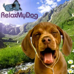 Soothing Music for Dogs