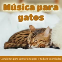 Canción de Gato Para una Noche Tranquila