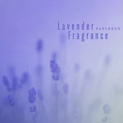 라벤더 향기 Lavender Fragrance