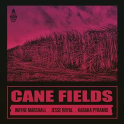 Cane Fields