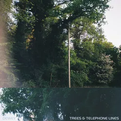 Trees & Telephone Lines