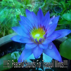 !!!!61 Peaceful Sounds For Tranquil Minds!!!!