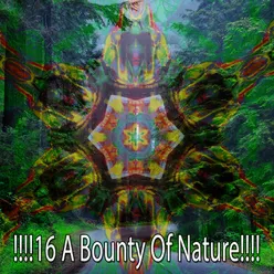 !!!!16 A Bounty Of Nature!!!!