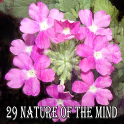 !!!!29 Nature Of The Mind!!!!