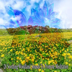 !!!!28 Soothing Woodland Sounds To Promote Meditation!!!!