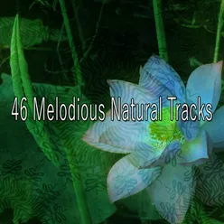 46 Melodious Natural Tracks