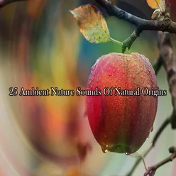 25 Ambient Nature Sounds Of Natural Origins