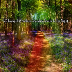 !!!! 23 Tranquil Woodland Sounds to Soothe In The Night !!!!