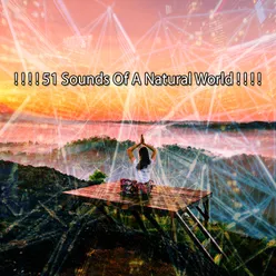 ! ! ! ! 51 Sounds Of A Natural World ! ! ! !