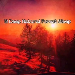 18 Deep Natural Forest Sleep