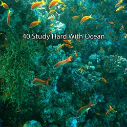 40 Study Hard With Ocean