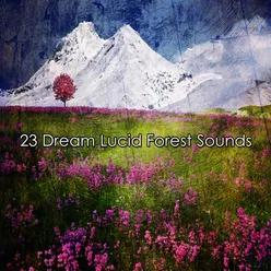 23 Dream Lucid Forest Sounds