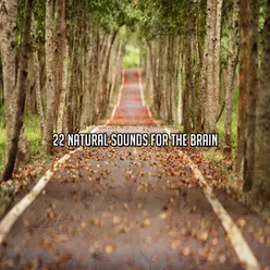 22 Natural Sounds For The Brain