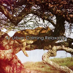 41 Urban Calming Relaxation