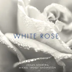 White Rose