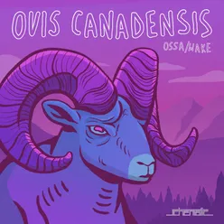 Ovis Canadensis