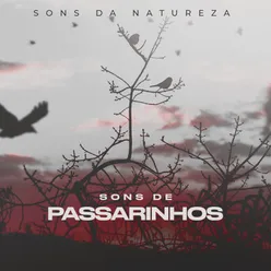 Sons de Passarinhos