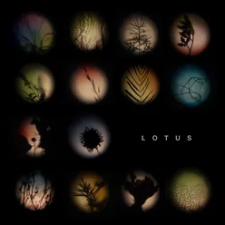 Lotus