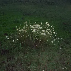 Bosque Sin Árboles