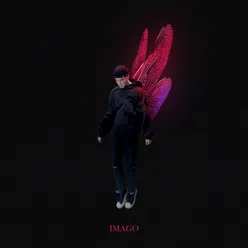 Imago