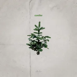 Conifer
