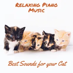 The Best Music for Your Kitten