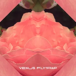 Venus FlyTrap
